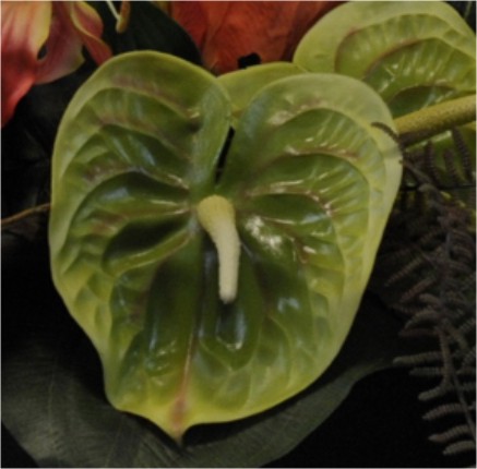 Anthurium